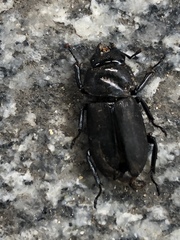 Dorcus rectus
