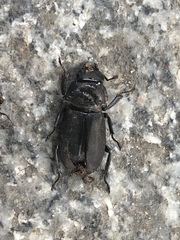 Dorcus rectus