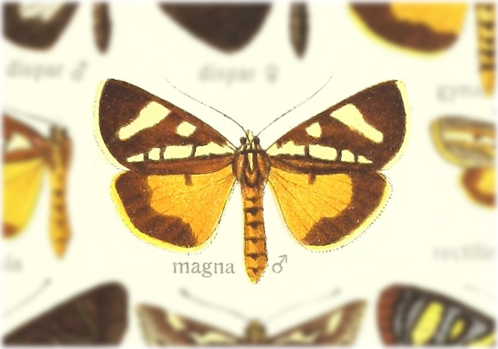 Mitrophrys magna