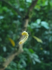Cydalima perspectalis