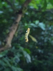 Cydalima perspectalis