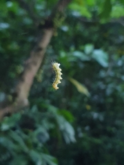 Cydalima perspectalis