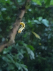 Cydalima perspectalis