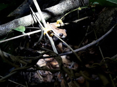 Congo Banana Frog photo 2