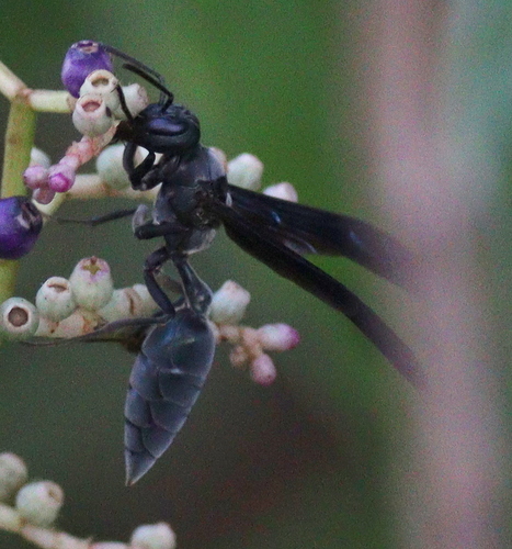 Synoeca surinama photo 5