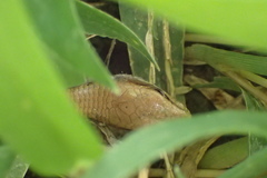 Elgaria multicarinata