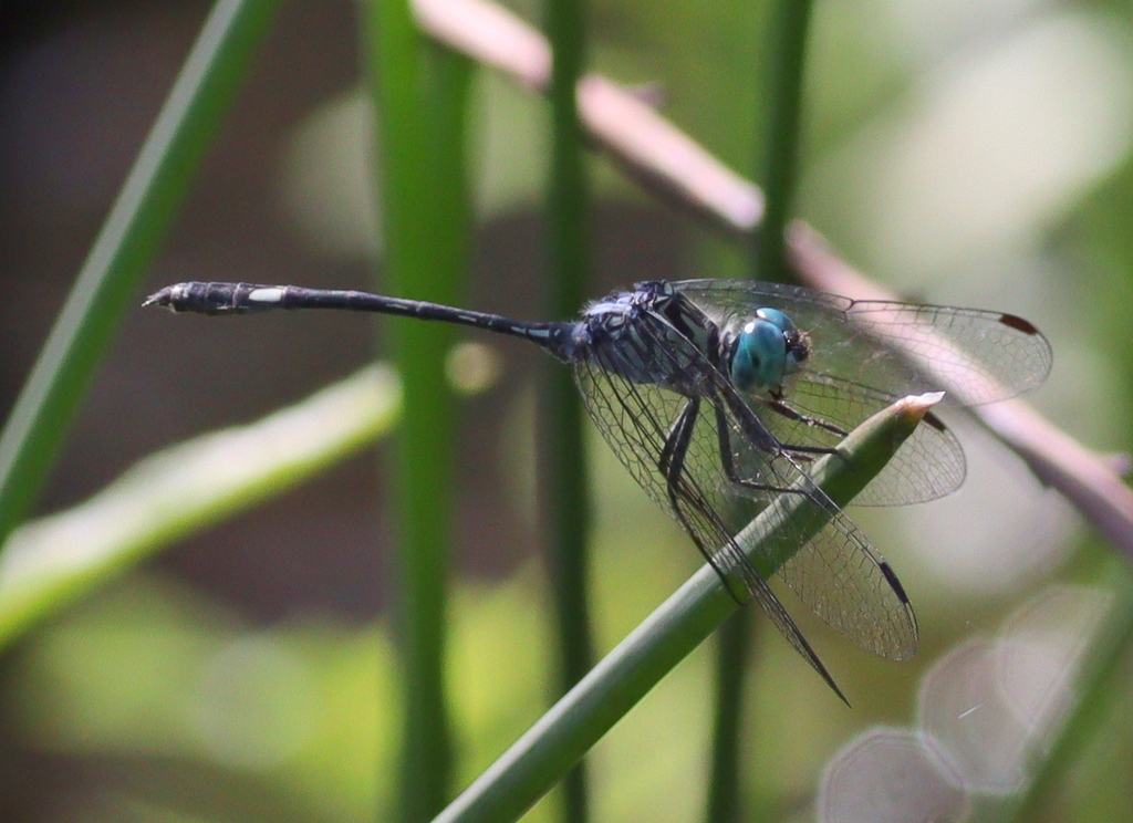 Micrathyria mengeri
