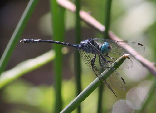 Micrathyria mengeri