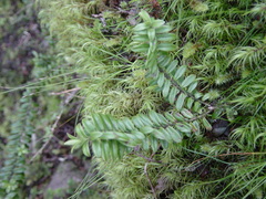 Veronica canterburiensis