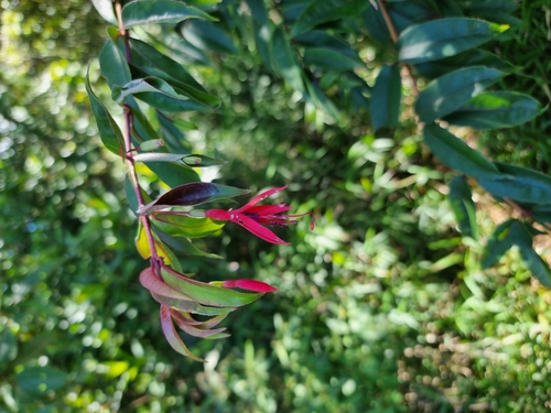 Image of Fuchsia regia by (c) UNA Ecoturismo, some rights reserved (CC BY-SA)