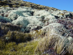 Thamnolia vermicularis vermicularis