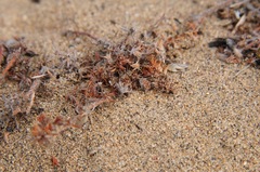 Chorizanthe cuspidata