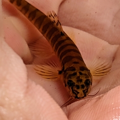 Ornate Tiger Sand Loach photo 4