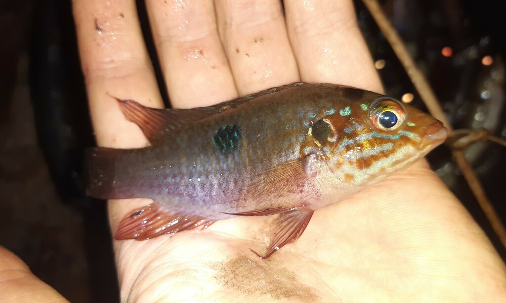 Cherry-belly jewelfish (Hemichromis cerasogaster) — Cichlidae