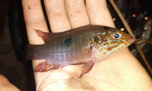 Cherry-belly jewelfish (Hemichromis cerasogaster) — Cichlidae