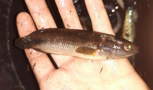 Pellegrin's ctenopoma (Ctenopoma pellegrini) — Anabantidae