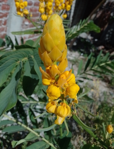 Hoja de baraja (Senna alata)
