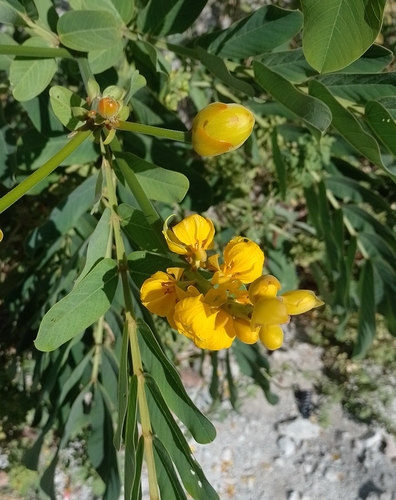 Hoja de baraja (Senna alata)