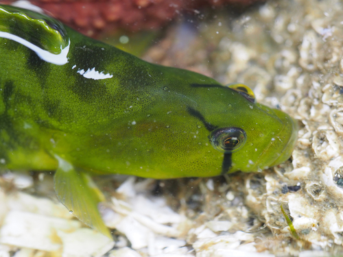 Pen-point blenny (Apodichthys flavidus) — Pholidae — 4