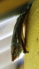 Taphozous mauritianus image