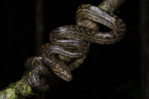Australian Scrub Python sighting