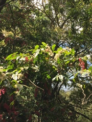 Syzygium paniculatum