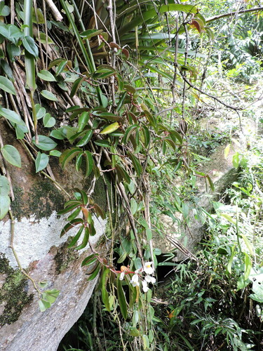 Begonia echinosepala, photograph 5