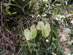 Begonia echinosepala, photograph Fabrício Mil Homens Riella, CC BY, iNaturalist via GBIF