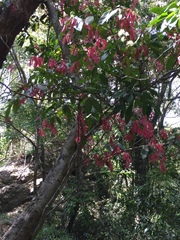 Syzygium paniculatum