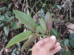 Fabrício Mil Homens Riella, CC BY, iNaturalist via GBIF Begonia echinosepala, photograph Fabrício Mil Homens Riella, CC BY, iNaturalist via GBIF
