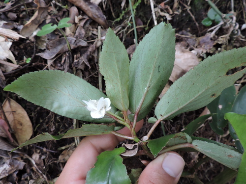 Begonia echinosepala, photograph 4