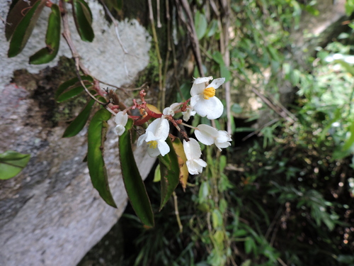 Begonia echinosepala