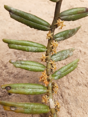 Tridactyle anthomaniaca