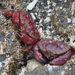 Pygmy Rock Crab - Photo (c) Wendy Feltham, some rights reserved (CC BY-NC), uploaded by Wendy Feltham