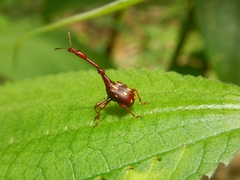 Trachelophorini