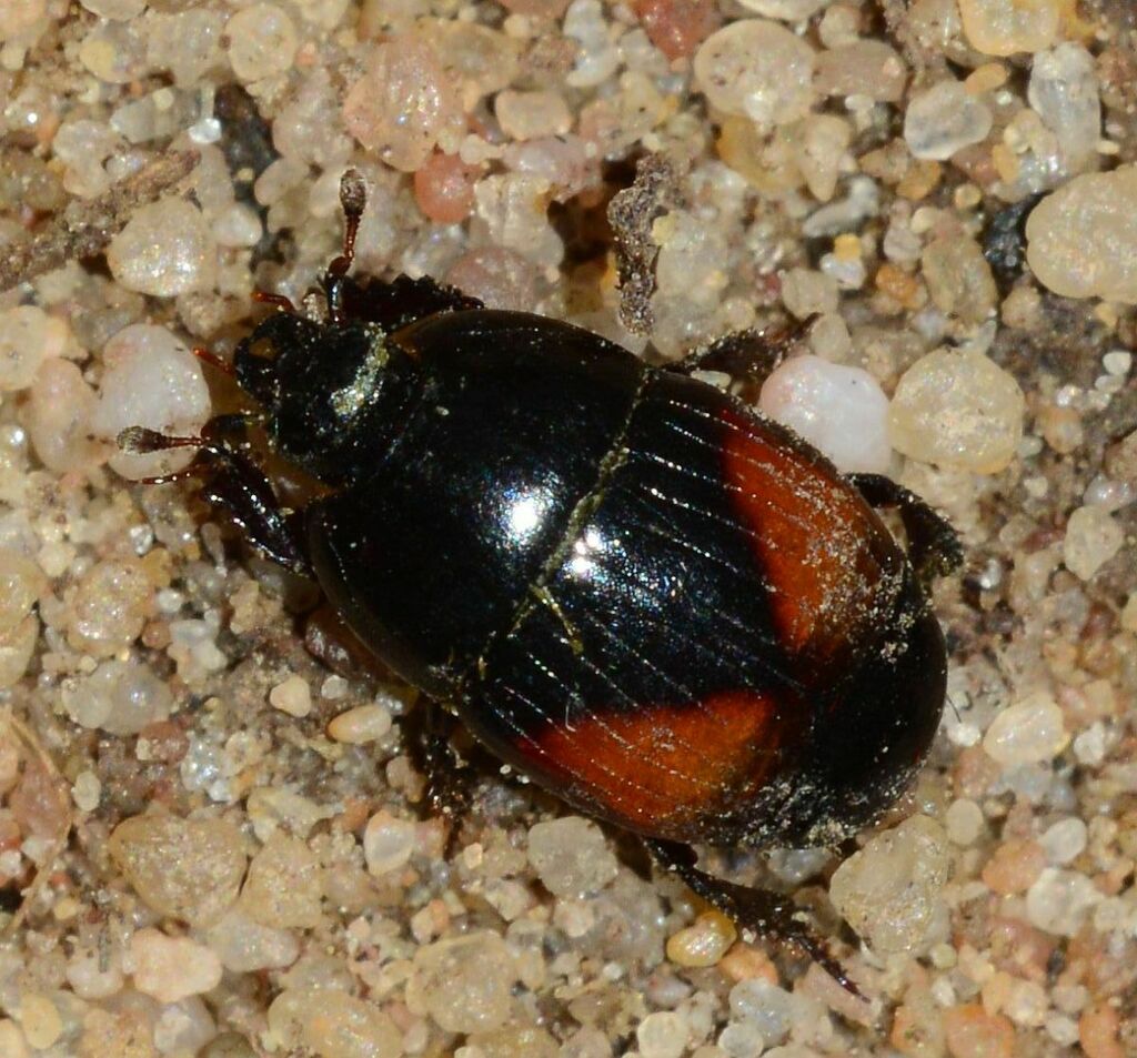 Spotted Clown Beetle