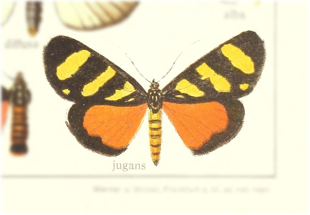Heraclia jugans