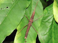 Neohirasea hongkongensis