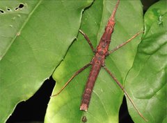 Neohirasea hongkongensis