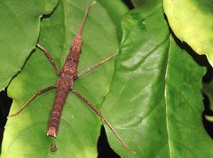 Neohirasea hongkongensis