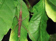 Neohirasea hongkongensis