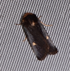 Proteuxoa cinereicollis