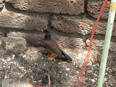 Acridotheres tristis