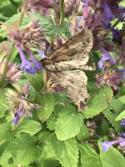 Apamea monoglypha