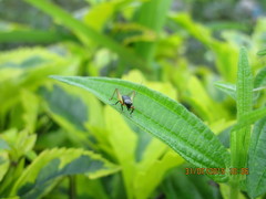 Trigonidium humbertianum
