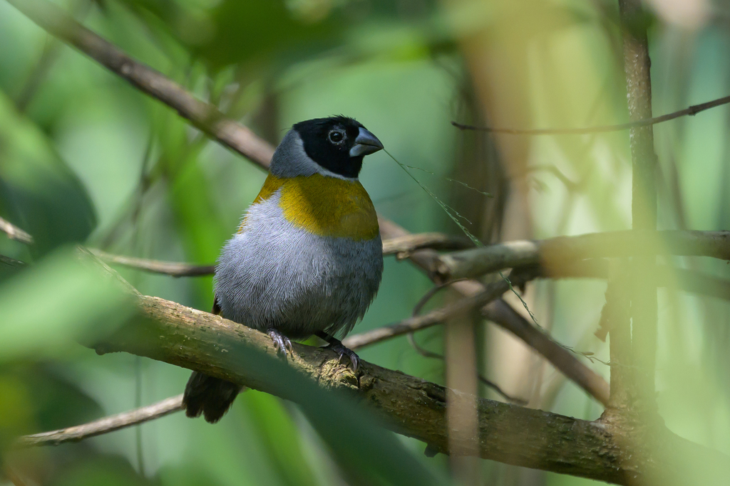White-Collared Oliveback