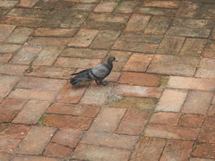 Columba livia domestica