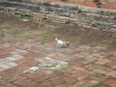 Columba livia domestica