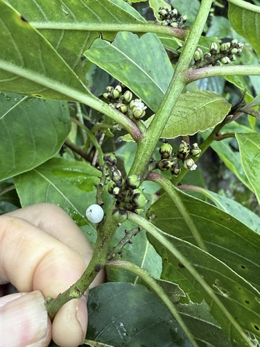 Deeringia polysperma iNat (2)