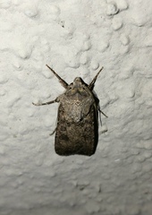 Agrotis segetum